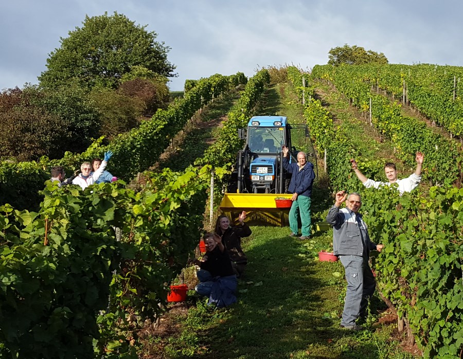 Weinlese